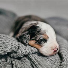 Bernedoodle, Cockapoo, and Goldendoodle Puppies from Danie’s Darling Doodles LLC
