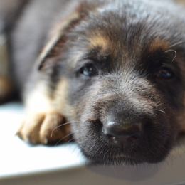 German Shepherd Puppies from VST German Shepherds
