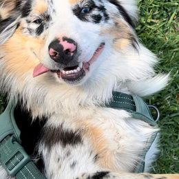 Australian Shepherds from Sabrina's Australian Shepherds