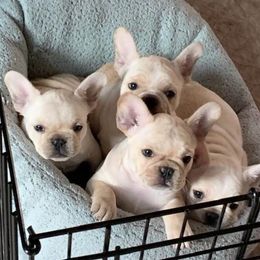 French Bulldogs from Julie's Frenchies