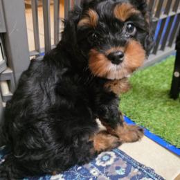 Pita - Black and tan male Cavapoo puppy in Arkansas from Brew House