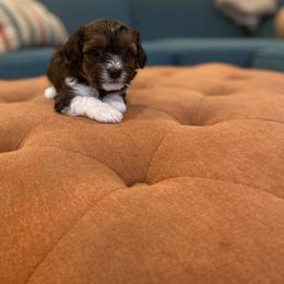 Goldendoodle and Havapoo Puppies from Lady Paws Puppies