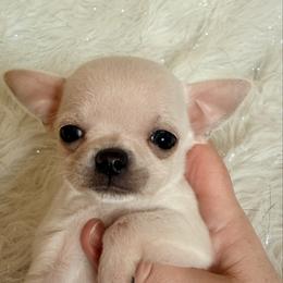 Mikey - Cream male Chihuahua puppy in Allentown, Pennsylvania from Tsunami Cockers & Chihuahuas