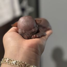 Princess - Merle female Chihuahua puppy in Laredo, Texas from Texas Nightblooming Hairless Chihuahuas
