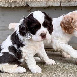 Cocker Spaniels from Mountain Valley Cockers