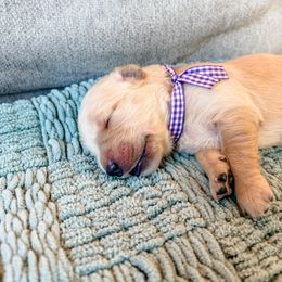 Purple collar - Light golden female Golden Retriever puppy in Lehi, Utah from Open Star Goldens