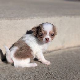 Eliza - Chocolate blue female Chihuahua puppy in Pocatello, Idaho from The Fifth Element Kennel