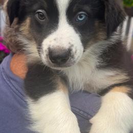 Napoleon - Black & white male Australian Shepherd puppy in Jonesborough, Tennessee from 5AFarms