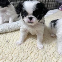 Boy 1 - Black and white male Japanese Chin puppy in Little Rock, Arkansas from Montra Japanese Chin & Cavalier King Charles Spaniels