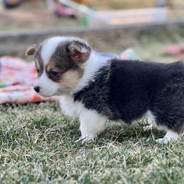 Australian Shepherd, Lagotto Romagnolo, and Pembroke Welsh Corgi Puppies from SS Australian Shepherds