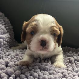 Girl 1 - Blenheim female Cavalier King Charles Spaniel puppy in Morriston, Florida from Cutesy Cavaliers