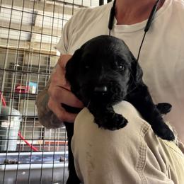 Roja - Black female Goldendoodle puppy in Willits, California from Big Island Goldendoodles