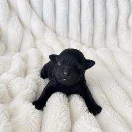 Girl 2 - Black and white female Aussiedoodle puppy in Calimesa, California from Teakwoodpoodleofsocal