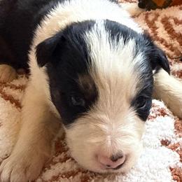 Corporal Garcia - Black and white male Border Collie puppy in Mckinney, Texas from Border Collies of Ruidoso