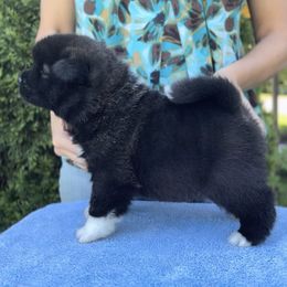 Boy 2 - Black male Akita puppy in Coopersburg, Pennsylvania from Main Street Akitas