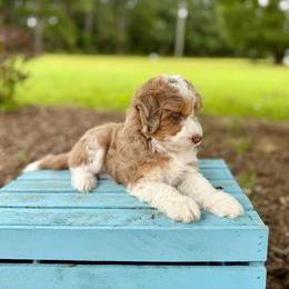 Milan - Red merle male Aussiedoodle puppy in Dunn, North Carolina from Sandy Creek Kennels