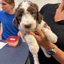 Dolly - Brown and white female Sheepadoodle puppy in Franklin, Texas from Cross Doodles