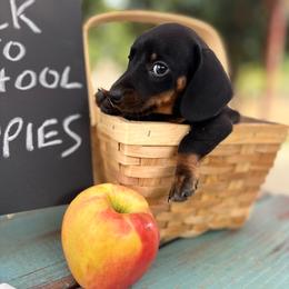 Rolo - Black and tan male Dachshund puppy in Valley Center, California from Ranchy Doxies