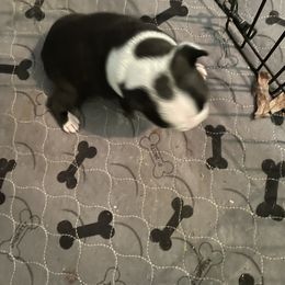 Boston Terrier All Grown Up from D & R Boston Terriers