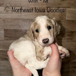 Whit - Parti male Goldendoodle puppy in Cedar Falls, Iowa from Northeast Iowa Doodles
