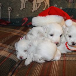 Bichon Frise Puppies from Kerley's Kuties