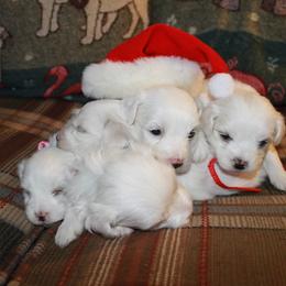 Bichon Frise Puppies from Kerley's Kuties