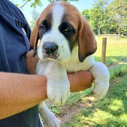 Remington - Rust and white male Saint Bernard puppy in Kinsman, Ohio from Coleman Saint Bernards of Ohio