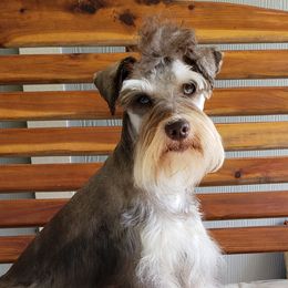 Mando - Miniature Schnauzer