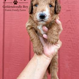 Tank - male Goldendoodle puppy in Grove, Oklahoma from Guinn Family Farms