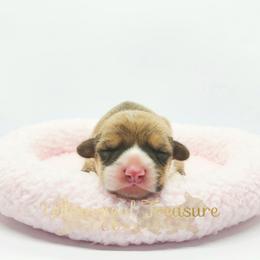 Brooke - Red female Pembroke Welsh Corgi puppy in Hickory, North Carolina from Whimsical Treasure Corgis