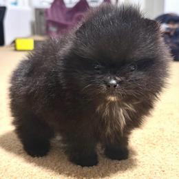 Black girl - Black female Pomeranian puppy in Youngstown, Ohio from Peachy Pomeranians