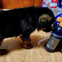 German Shepherd Puppies from Ewig Krieger Kennels