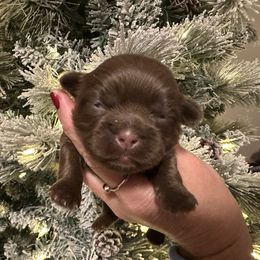 Girl 2 - Liver female Shih Tzu puppy in Kodak, Tennessee from Cutshall Babies