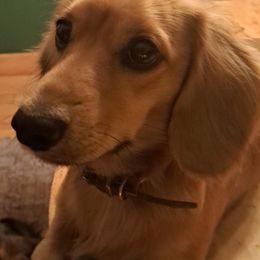 Schnitzel - Dachshund