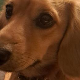 Schnitzel - Dachshund