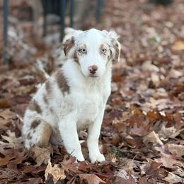 River - Red merle male Miniature Australian Shepherd puppy in Natural Dam, Arkansas from Natural State Aussies