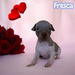Fresca - White and chocolate female American Hairless Terrier puppy in Arizona City, Arizona from Gaus Hof