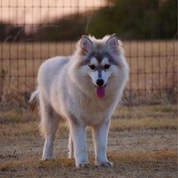 Laffy - Silver female Pomsky puppy in Krum, Texas from Paw-Some Pomskies