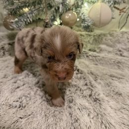 Brown - Red merle male Miniature Australian Shepherd puppy in Robertsdale, Alabama from Lighthouse Aussies