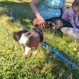 Border Collie Puppies from Athena’s Collies