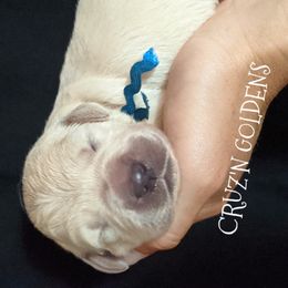 Golden Retriever Puppies from Carolyn Maddux's Golden Retrievers