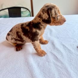 Chanel - Dapple female Dachshund puppy in Corona, Ca Hemet, Ca, California from Over The Moon Dachshunds and Doodles