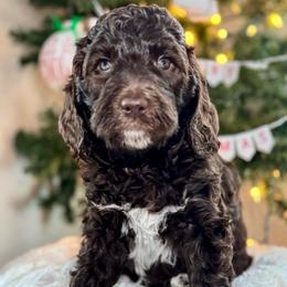 Green - Brown male Bernedoodle puppy in Hesperia, Michigan from Red Acres Poodles & Doodles