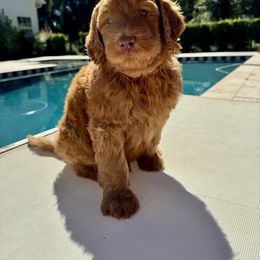 Goldendoodle Puppies from Rezapour Doodle Estate