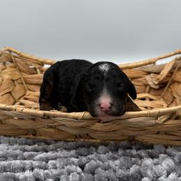 Atticus - Phantom male Poodle puppy in Greeneville, Tennessee from Smokey Mountain Sheepadoodles