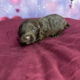 Clyde - Brown male Bernedoodle puppy in Winfield, Alabama from Rose Lane Doodles