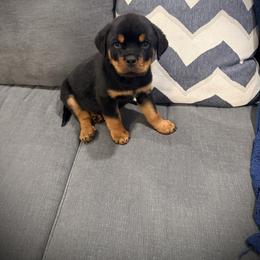 Arko - Black and mahogany male Rottweiler puppy in Denver, Colorado from DR