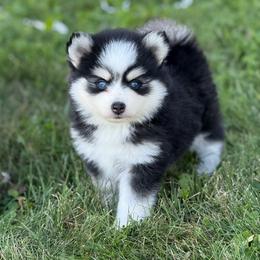Ivy - Black and white female Pomsky puppy in Lewiston, Minnesota from Family Pomsky