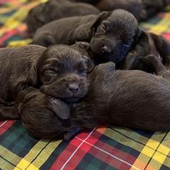 Boykin Spaniel Puppies from Price & Co.