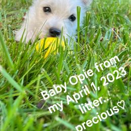 West Highland White Terrier Puppies from Love a Westie